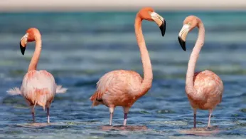 The Quietest Corner of the Caribbean That Most Tourists Don't Know About