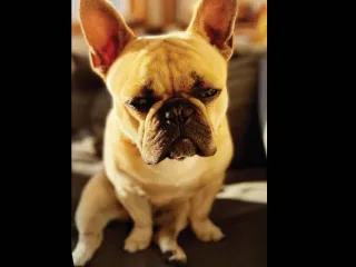 Public asked to help find dog stolen from in front of Castro bar